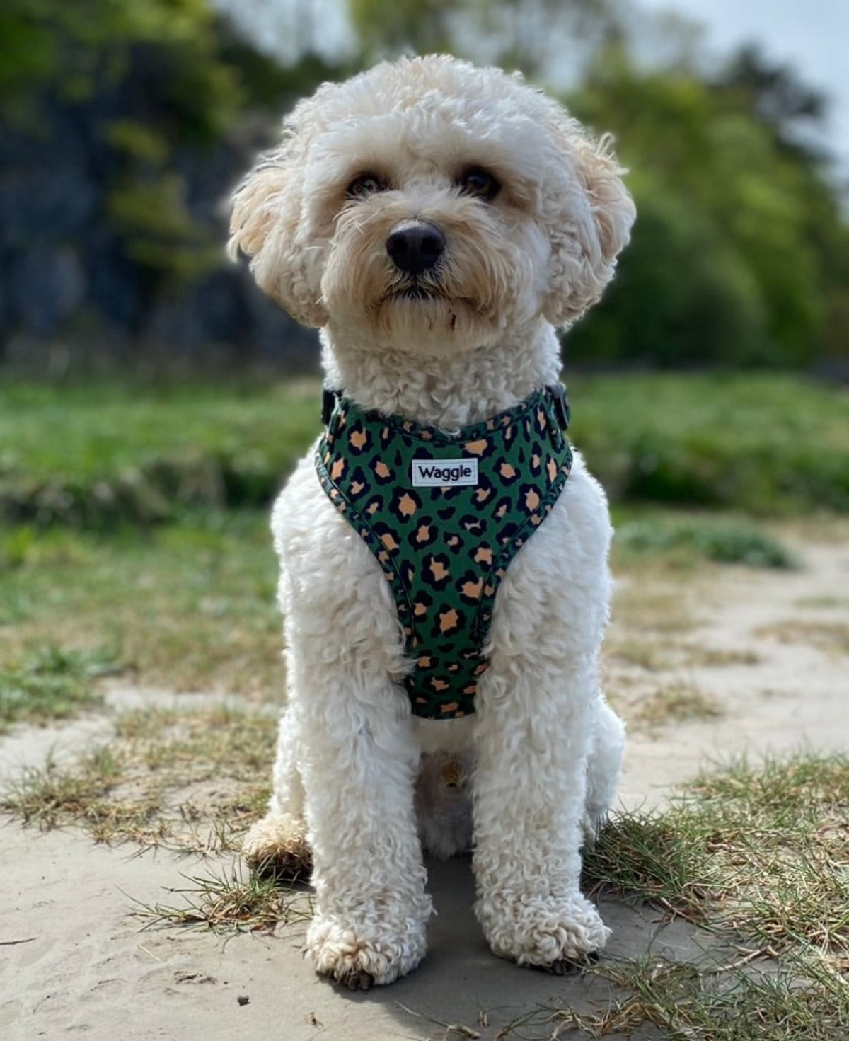 Khaki Leopard Dog Harness