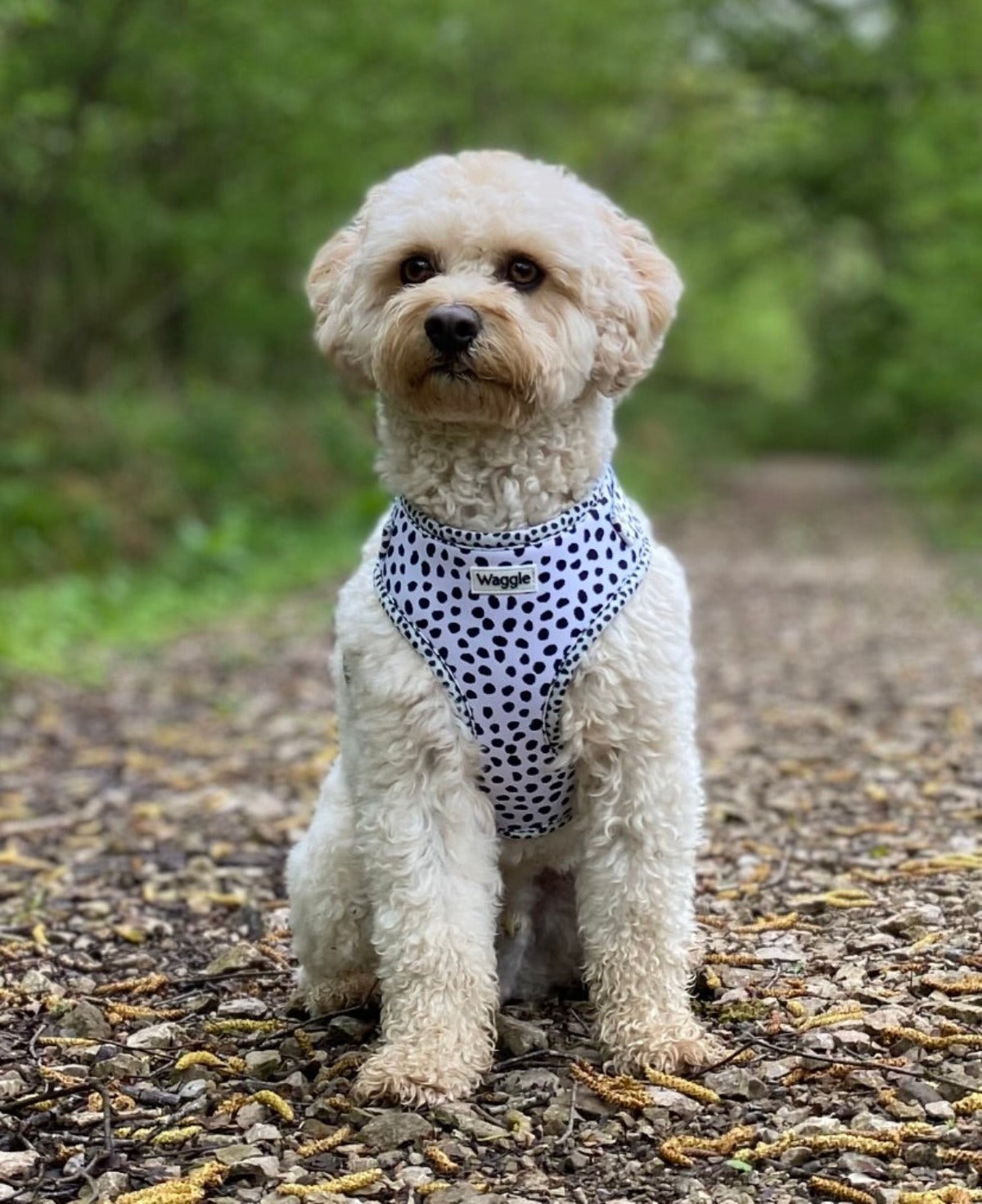 Lucky Spot Dog Harness