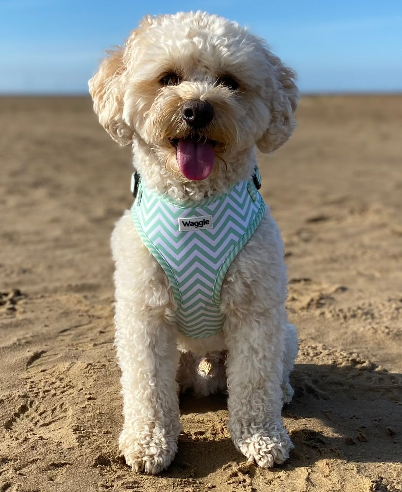 Green Ziggy Dog Harness